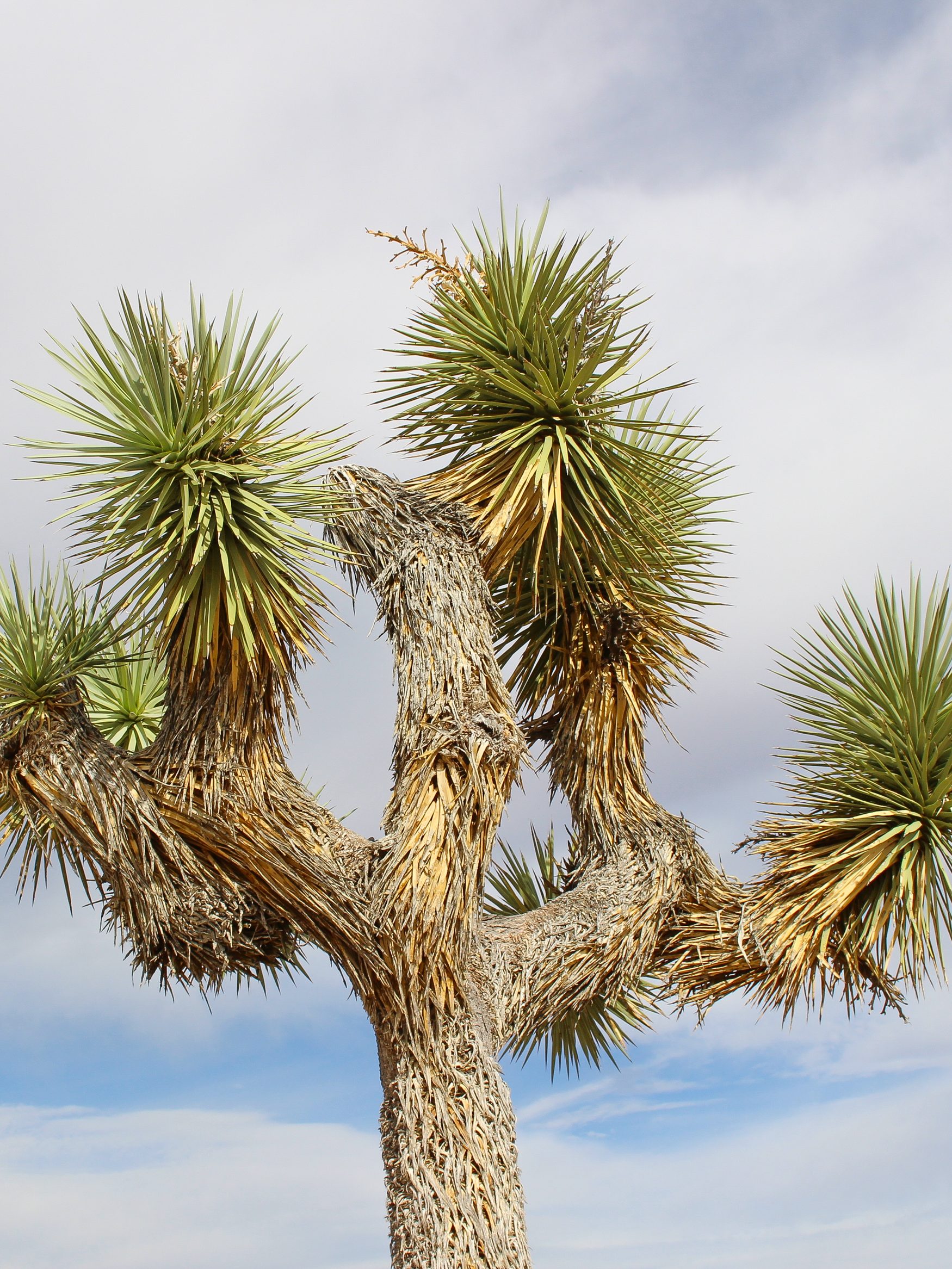 Joshua tree in the sky